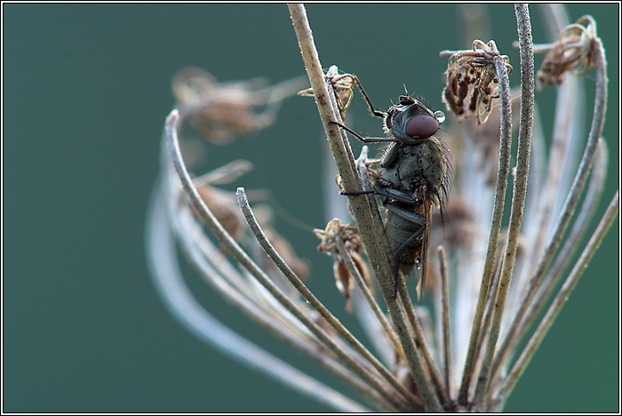 Fliege am Morgen