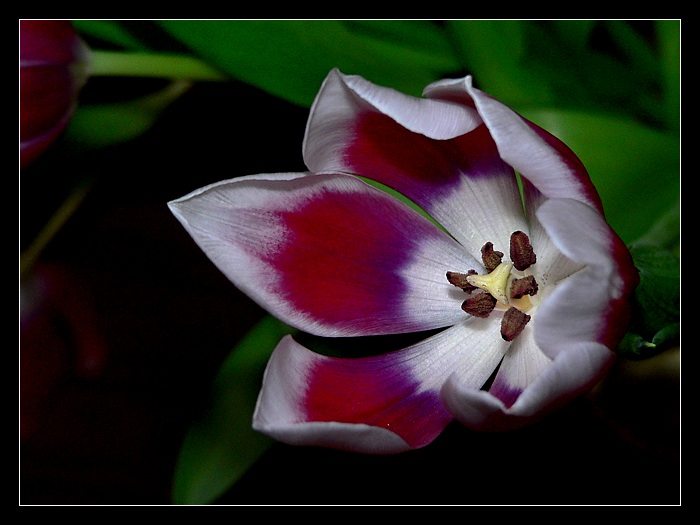 Tulpe