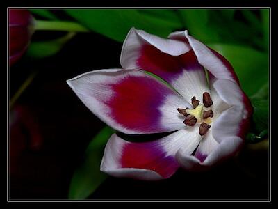 Tulpe