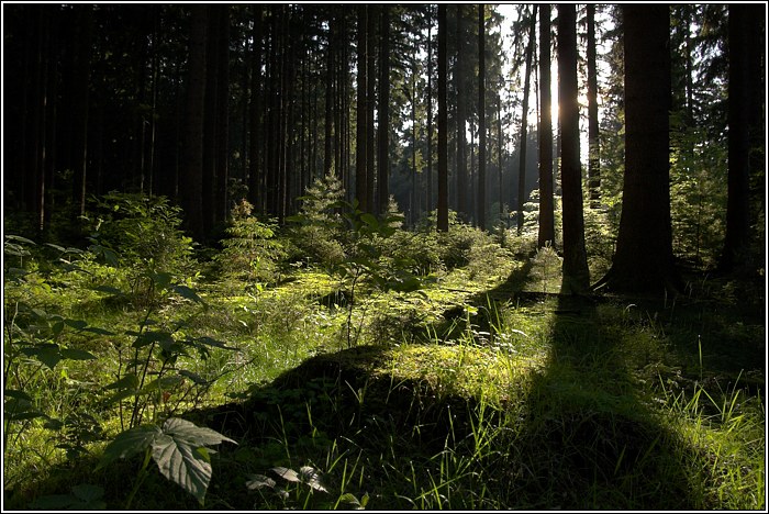 Morgenlicht...