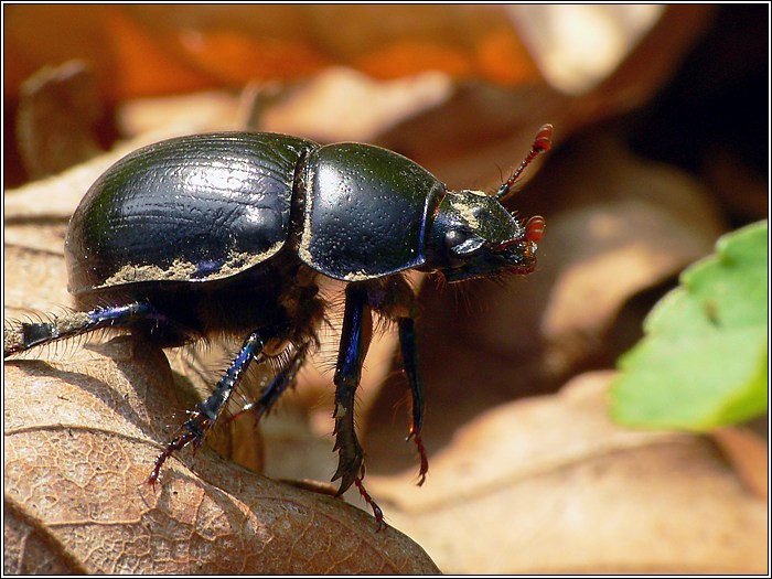 Waldmistkäfer