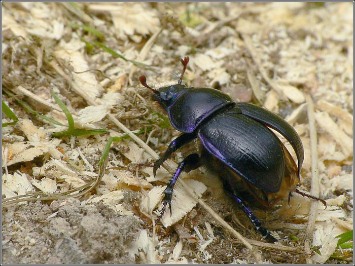Waldmistkäfer