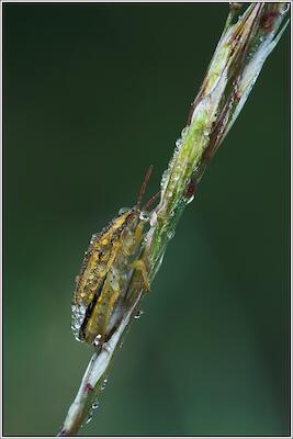 Spitzling