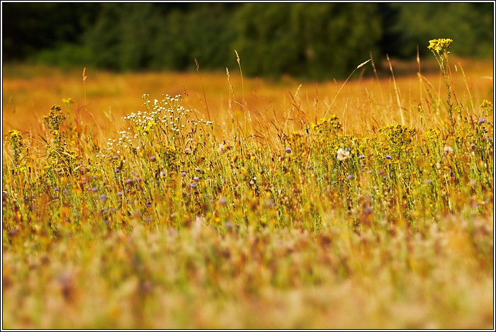 Sommerwiese