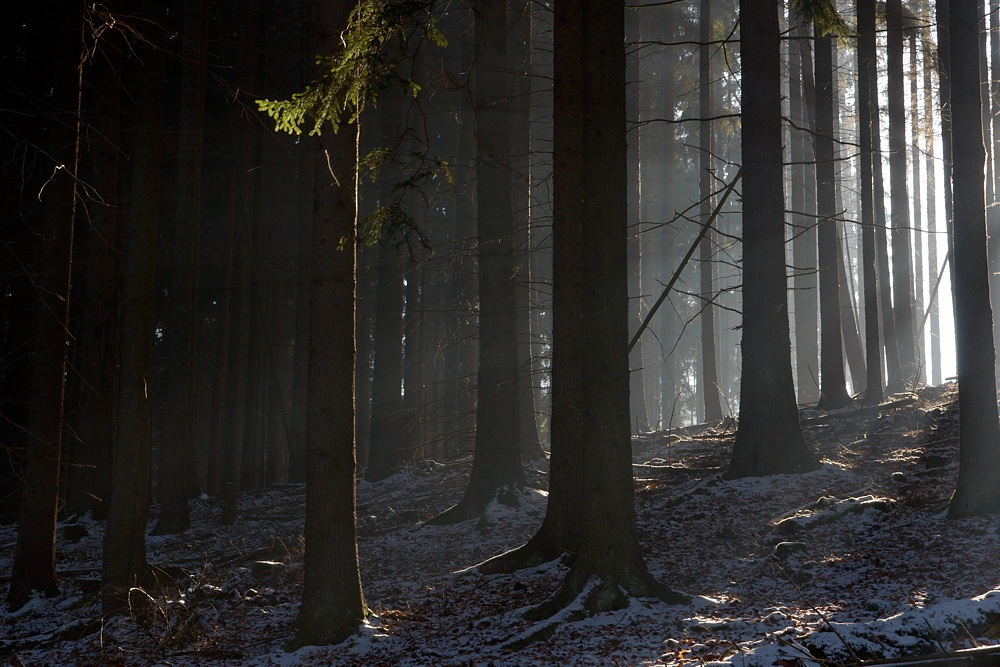 Wintersonne