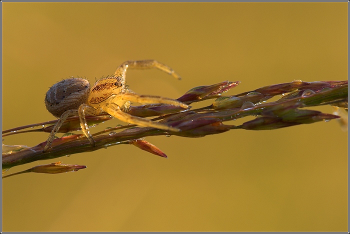 Xysticus